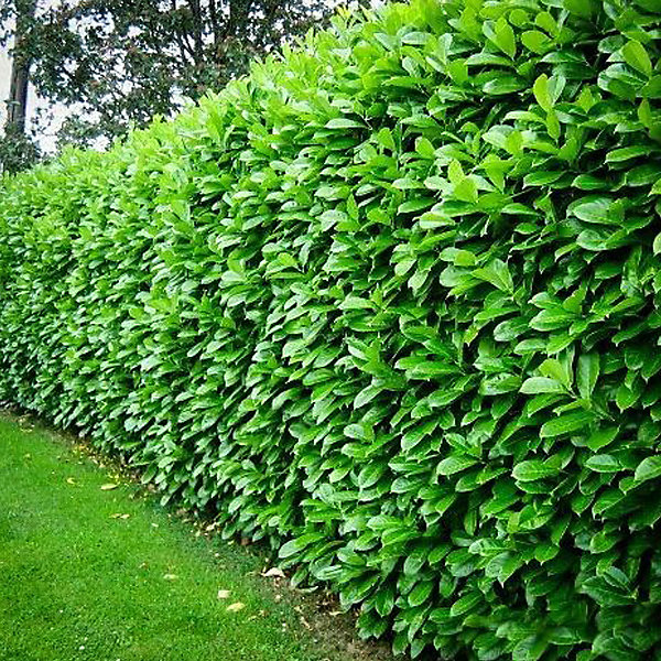 2 x Laurier-Cerise 'Rotundifolia' - Prunus laurocerasus 'Rotundifolia'- 40-60 cm pot
