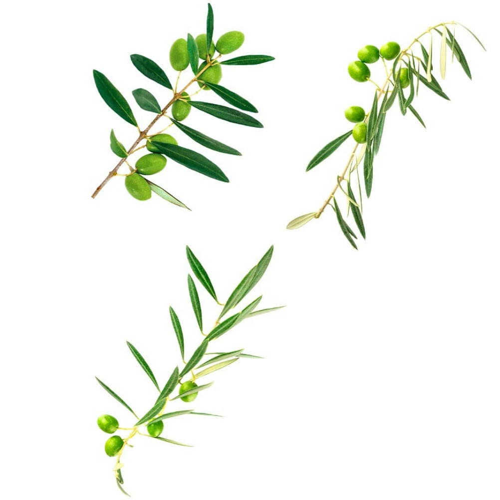 OLIVIER - Stickers muraux branches d'oliviers 74x41cm