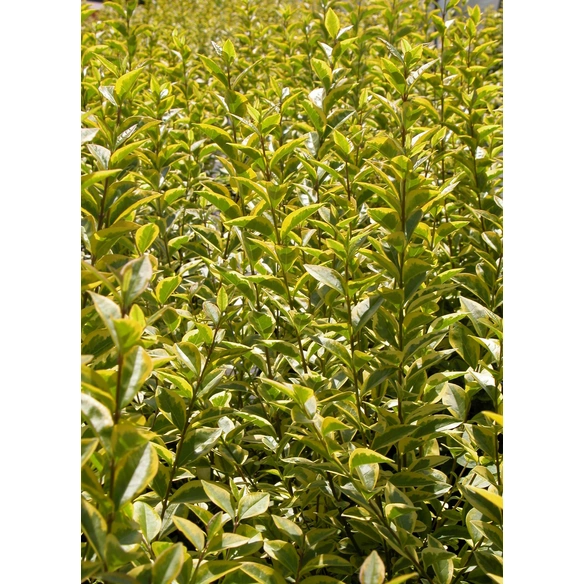 Pflanze »Ligustrum ovalifolium«, Aureum, mehrjährig, gelb