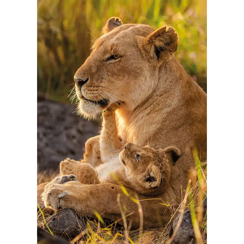 Puzzle Feline Love