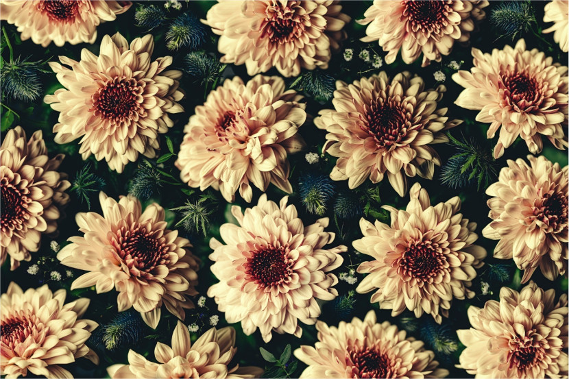 Fototapeta Kwiaty CHRYZANTEMY Vintage 3D 90x60cm