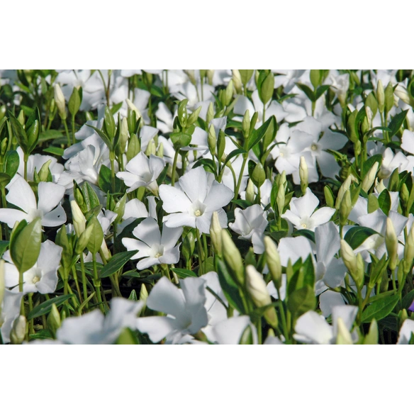 Weißes Immergrün, Vinca minor »Alba«, Blattfarbe: grün, Blüte: weiß