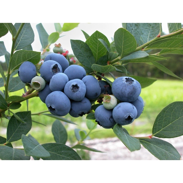 Garten-Heidelbeere, Vaccinium corymbosum »Bluegold«, insektenfreundlich
