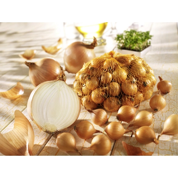 Steckzwiebel cepa Allium