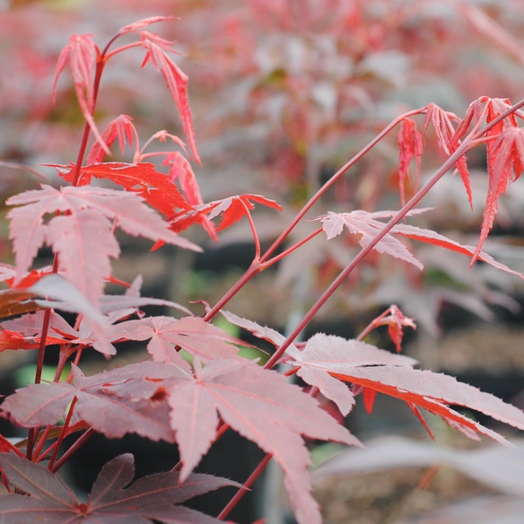Japanischer Fächerahorn, Acer palmatum »Atropurpureum«, Blätter: rot