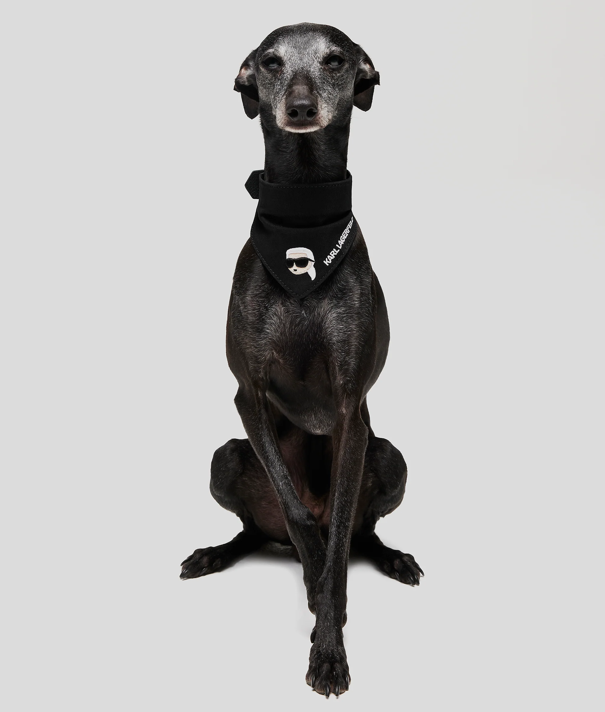 Bandana K/Pet