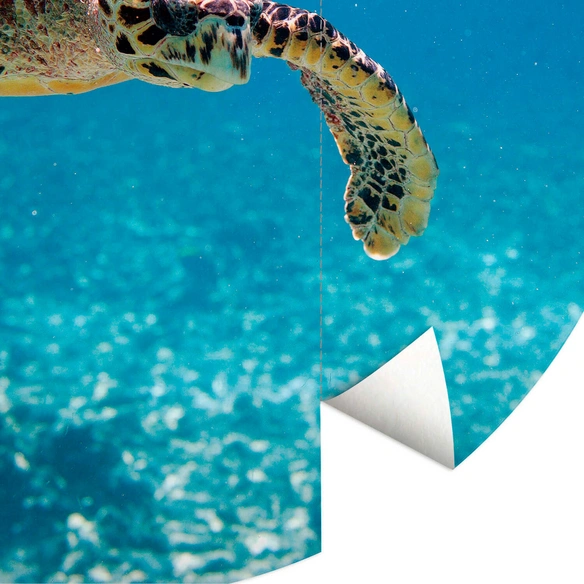 Vliestapete »Runde Vliestapete«, Schildkröte Ozean Badezimmer, mehrfarbig, matt