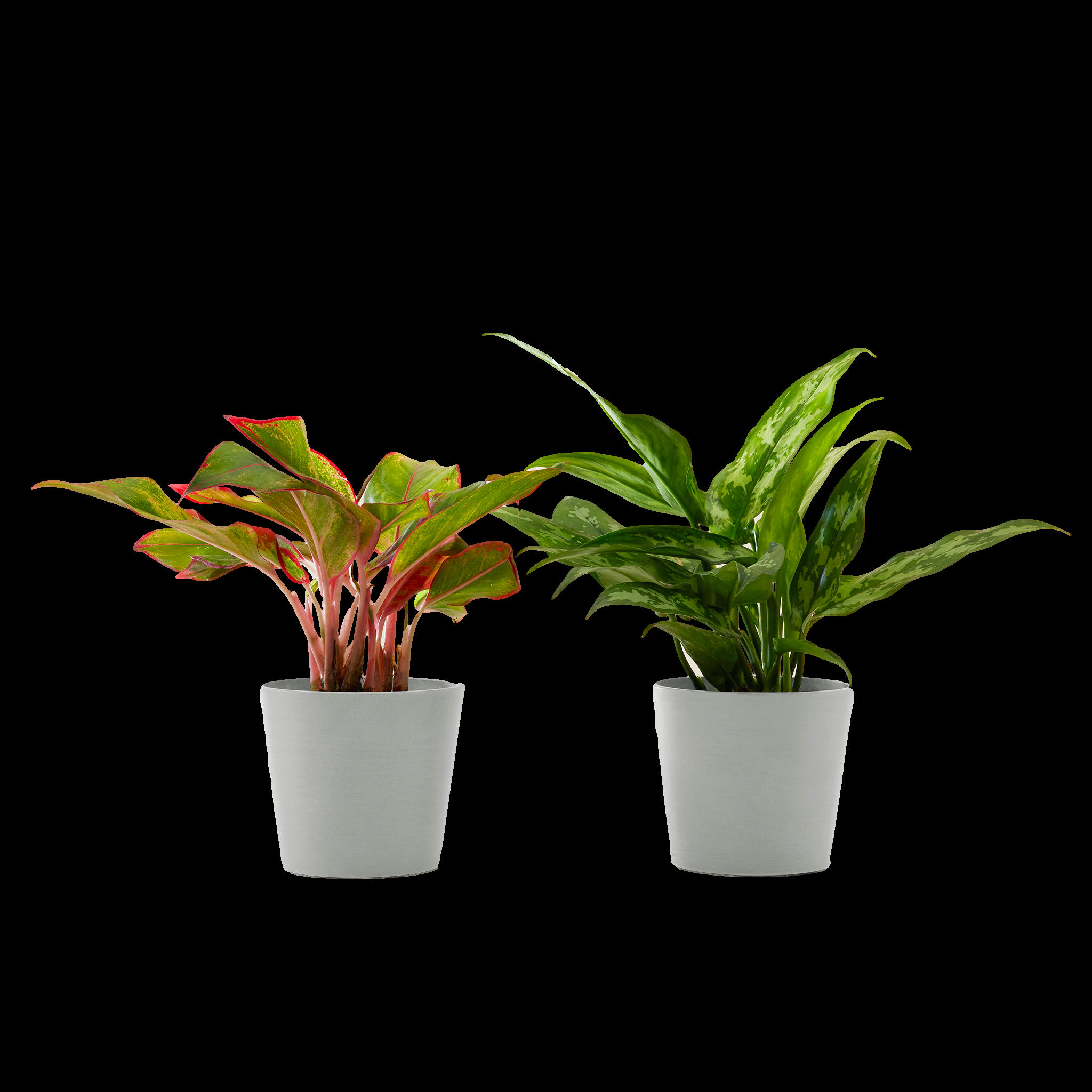 - Plante d'intérieur - Duo d'aglaonema 25 cm en pot blanc gris