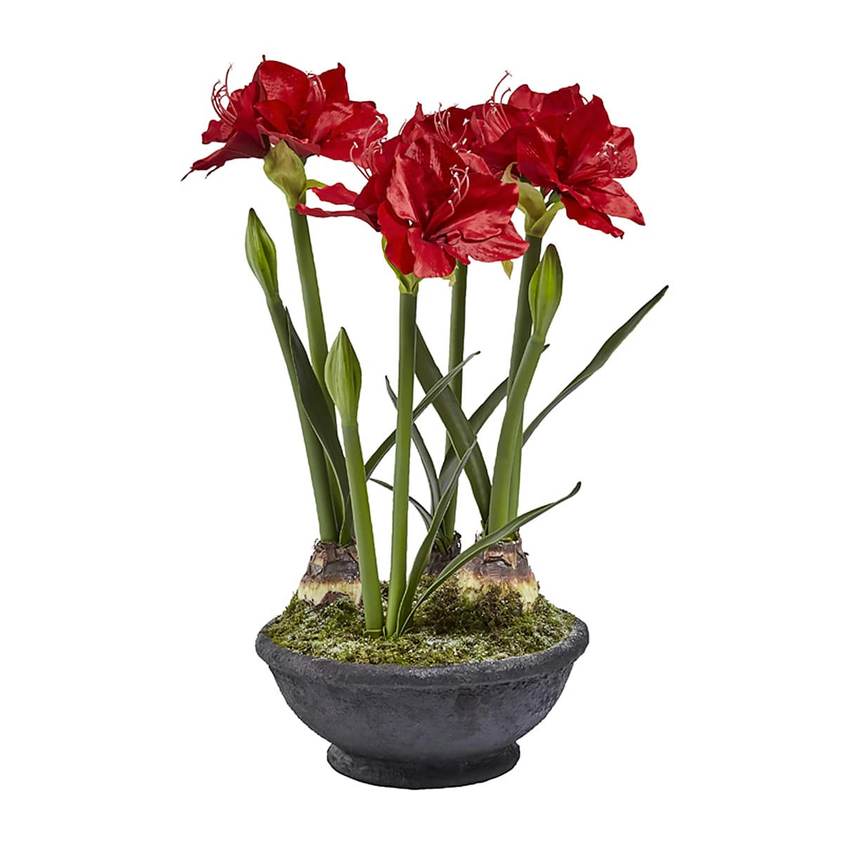 - Composition d'amaryllis en pot effet givré