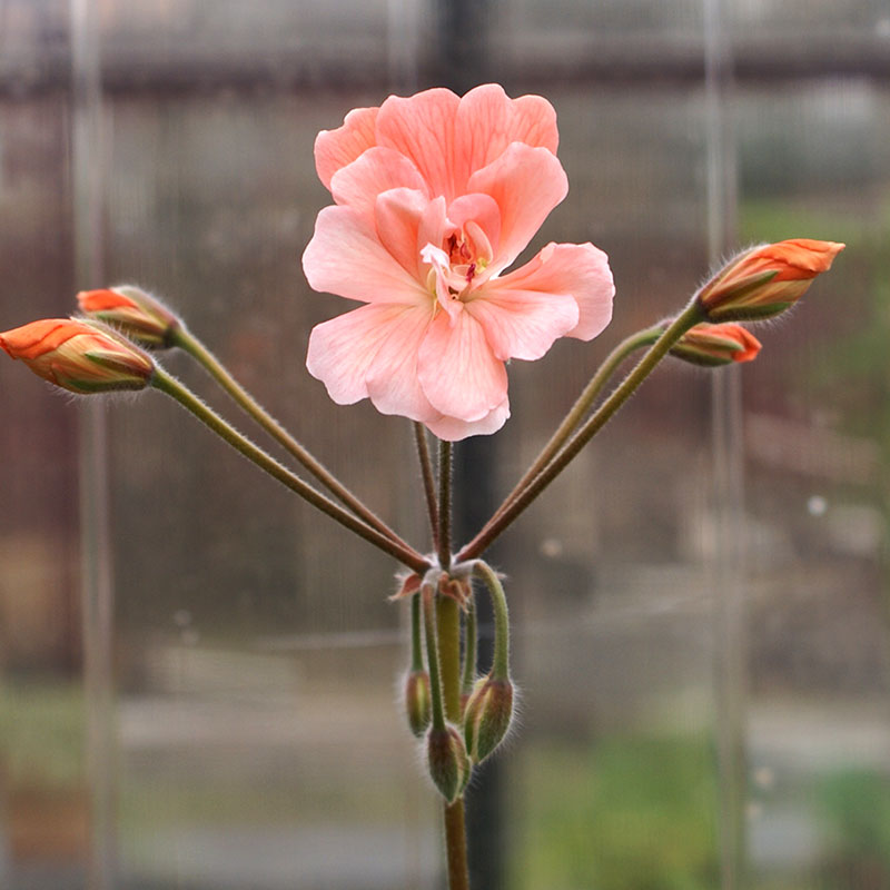 Zonarticpelargon 'Lara Peter'