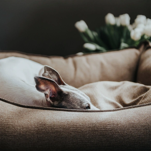 Hunde-Sofa, BxHxL: 75 x 30 x 90 cm, braun