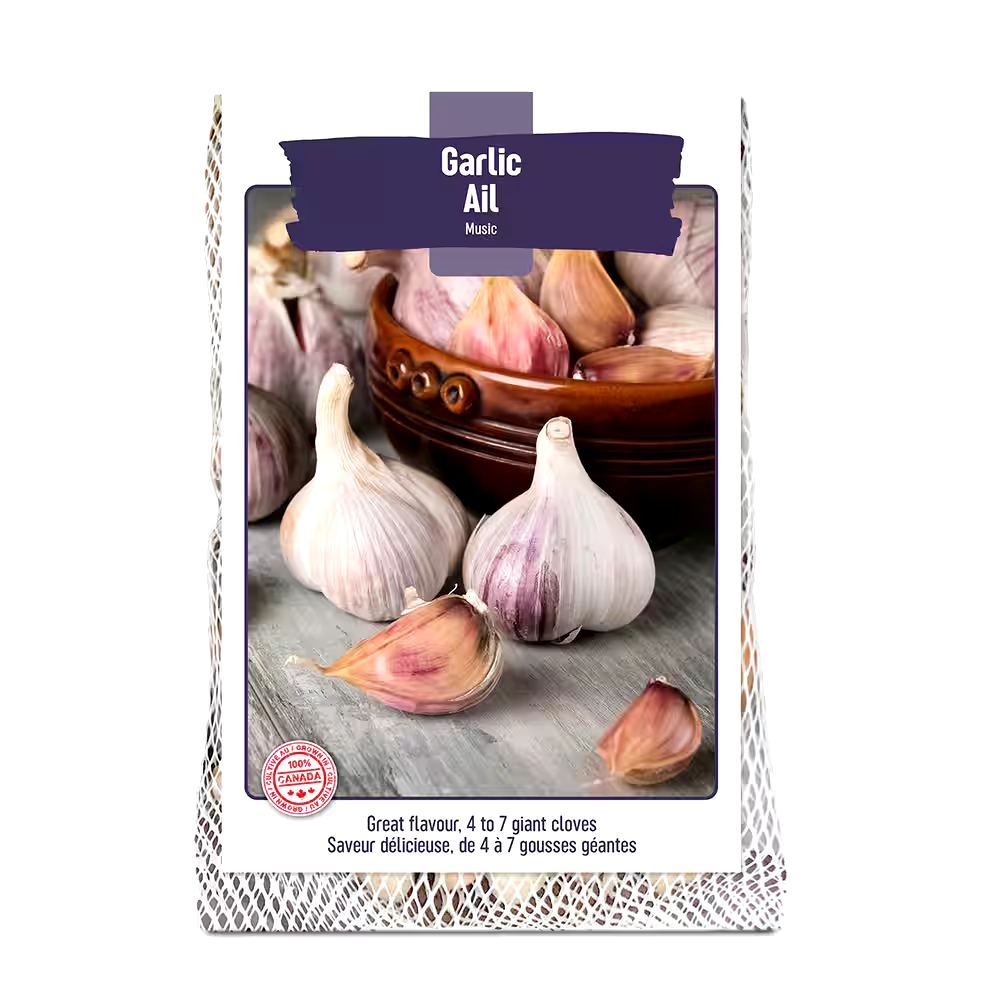 Bulbs Are Easy, Music Fall Garlic Bulbs, Ready to Plant for your Home Garden