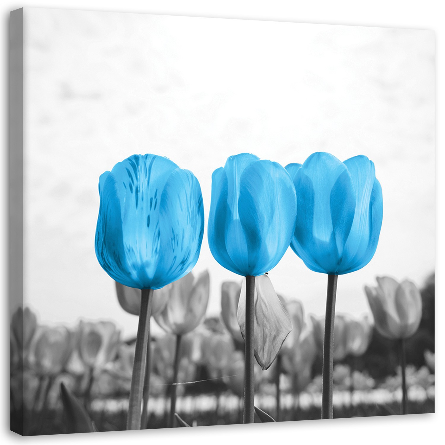Feeby Obraz Niebieskie tulipany na łące 30x30