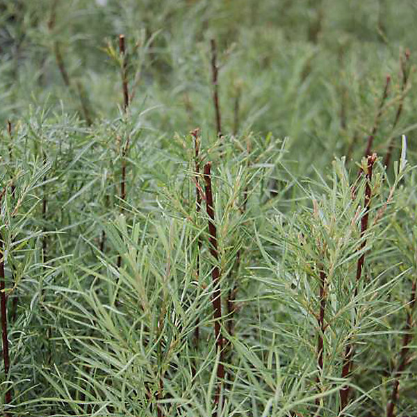2 x Saule à feuilles d'argousier 'Angustifolia' - Salix elaeagnos 'Angustifolia'- 30-40 cm pot