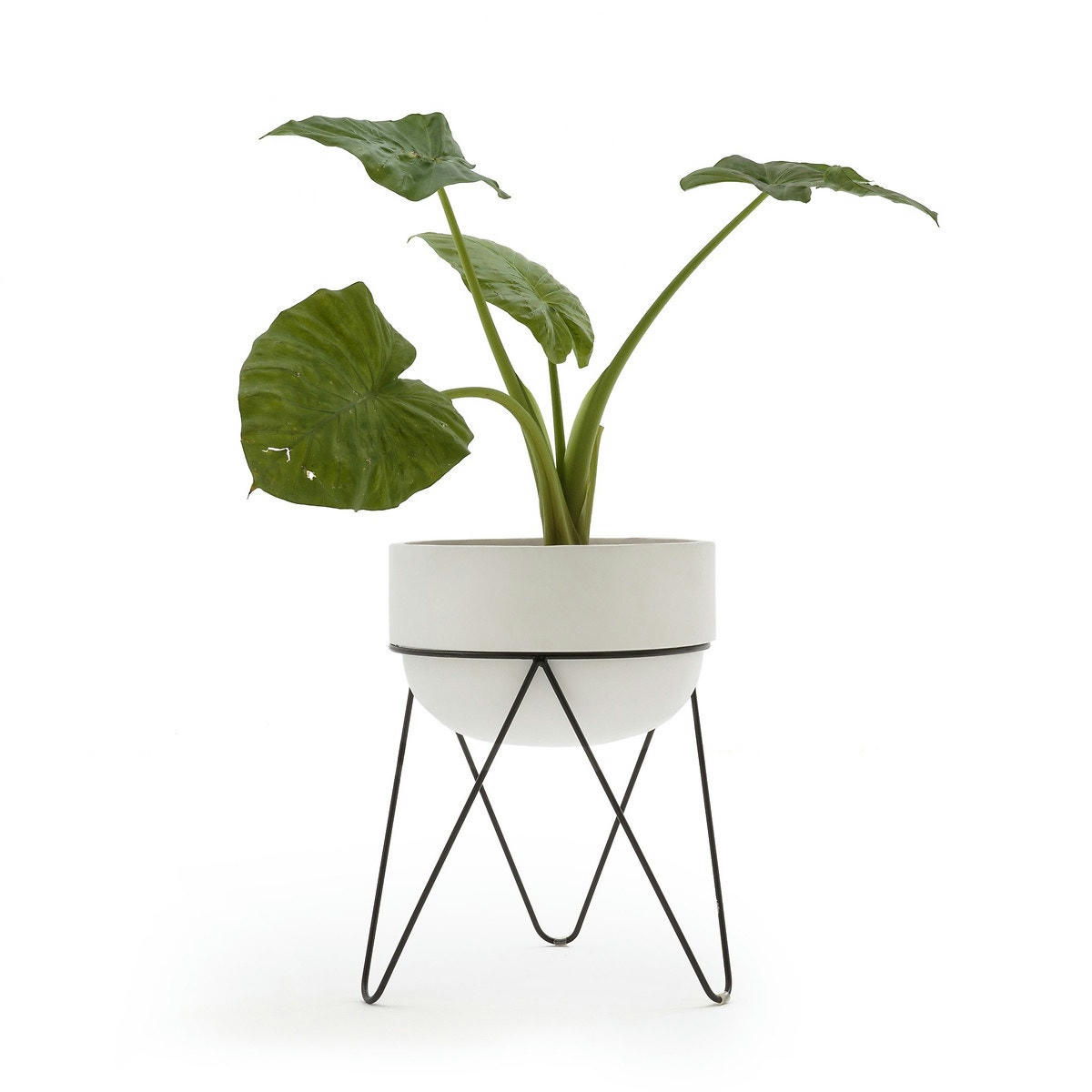 Cache pot H54 cm, Plantae