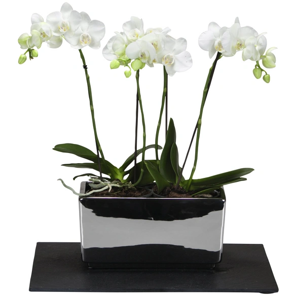Pflanzschale »MIRROR SILVER«, BxHxT: 13,7 x 13 x 13,7 cm, silberfarben