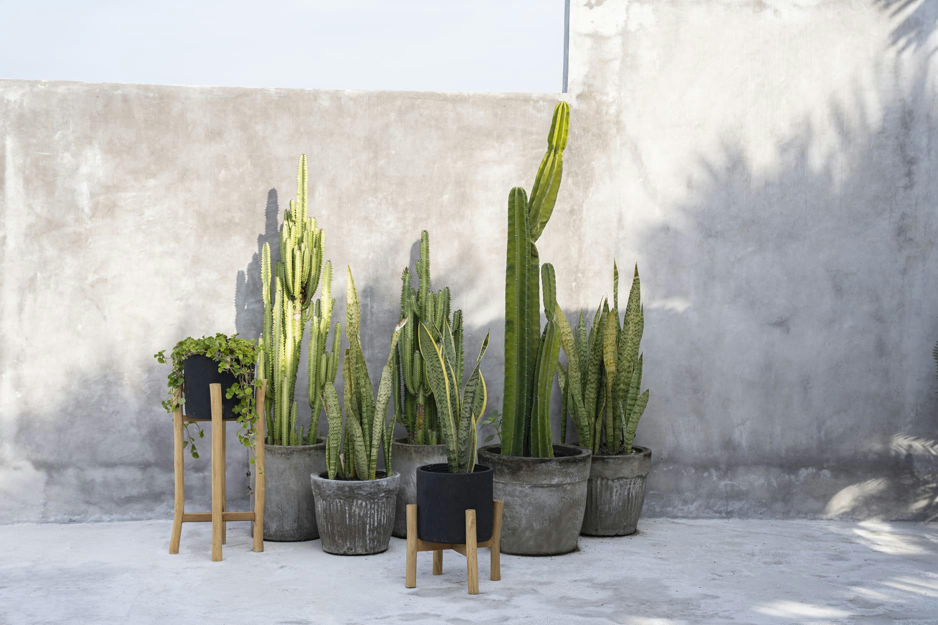CHARCOAL - Jardinière en terre cuite et bois noir naturel