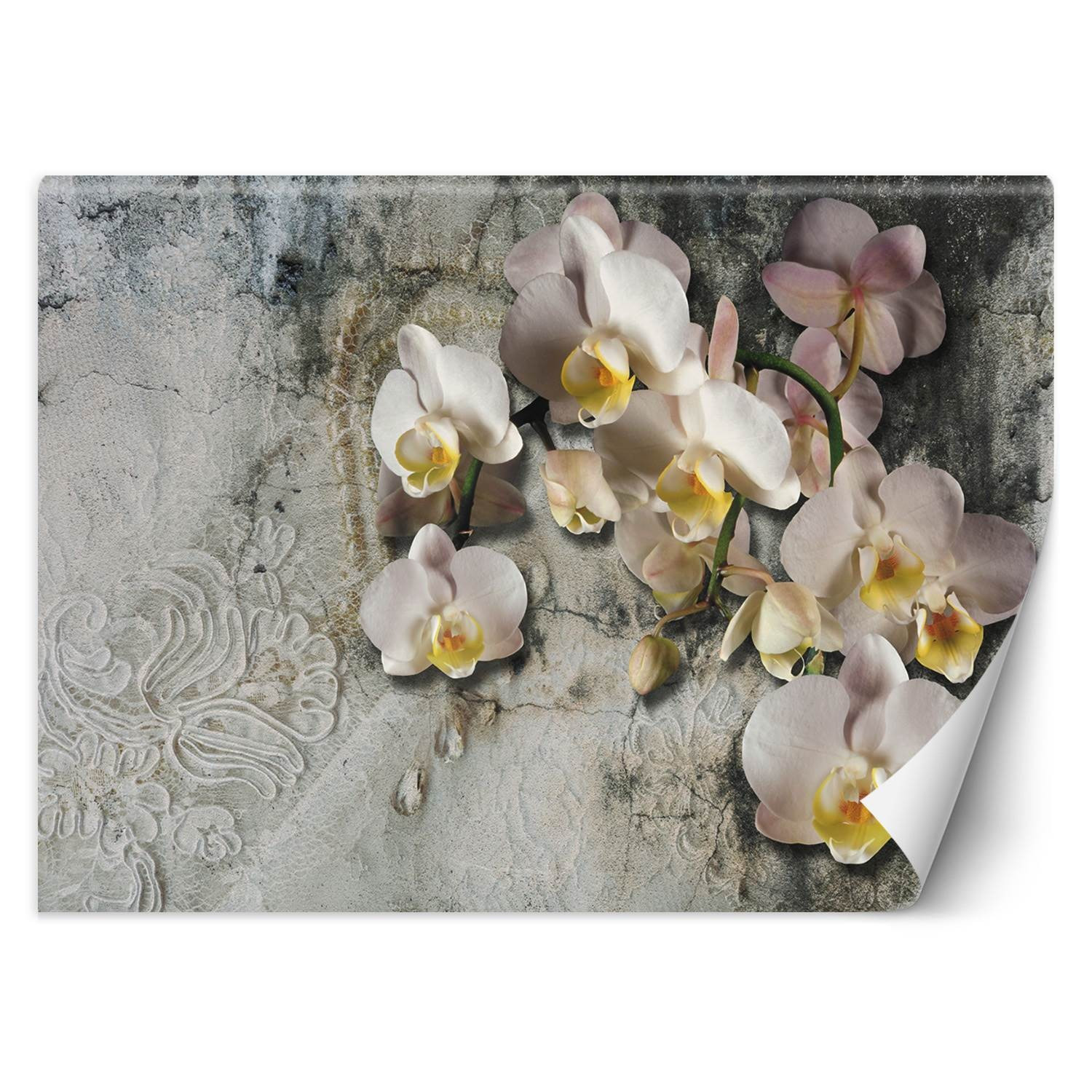 Feeby Fototapeta, Orchidea kwiaty na tle starej ściany 150x105