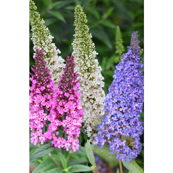 Zwerg-Sommerflieder, Buddleja Buzz® »Trio«, Blätter: grün, Blüten: bunt