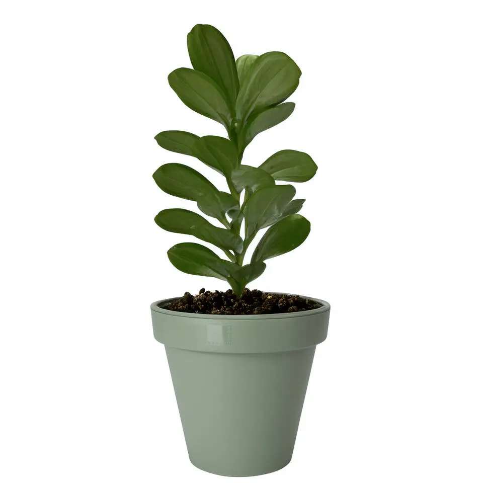 Pro Garden Plantenpot/bloempot - kunststof - groen - D60 x H55 cm