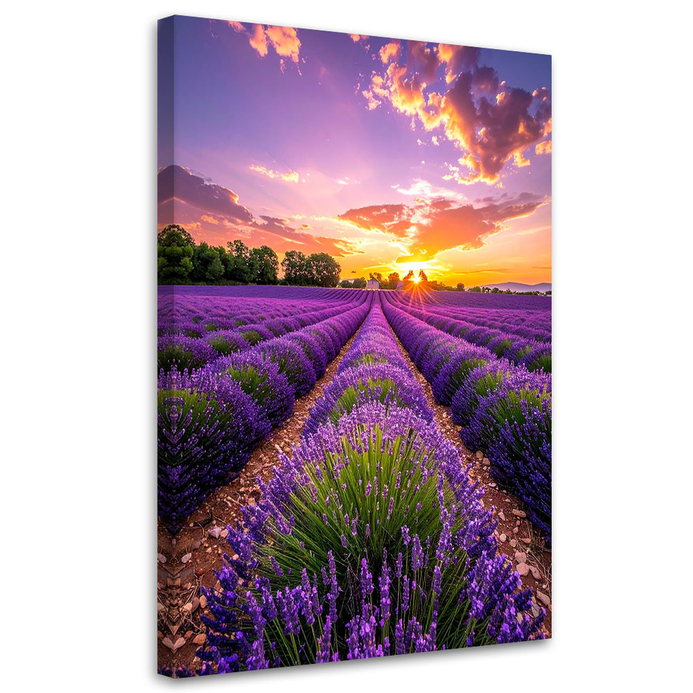 Obraz do salonu sypialni biura, Pole lawendy łąka fioletowy 20x30
