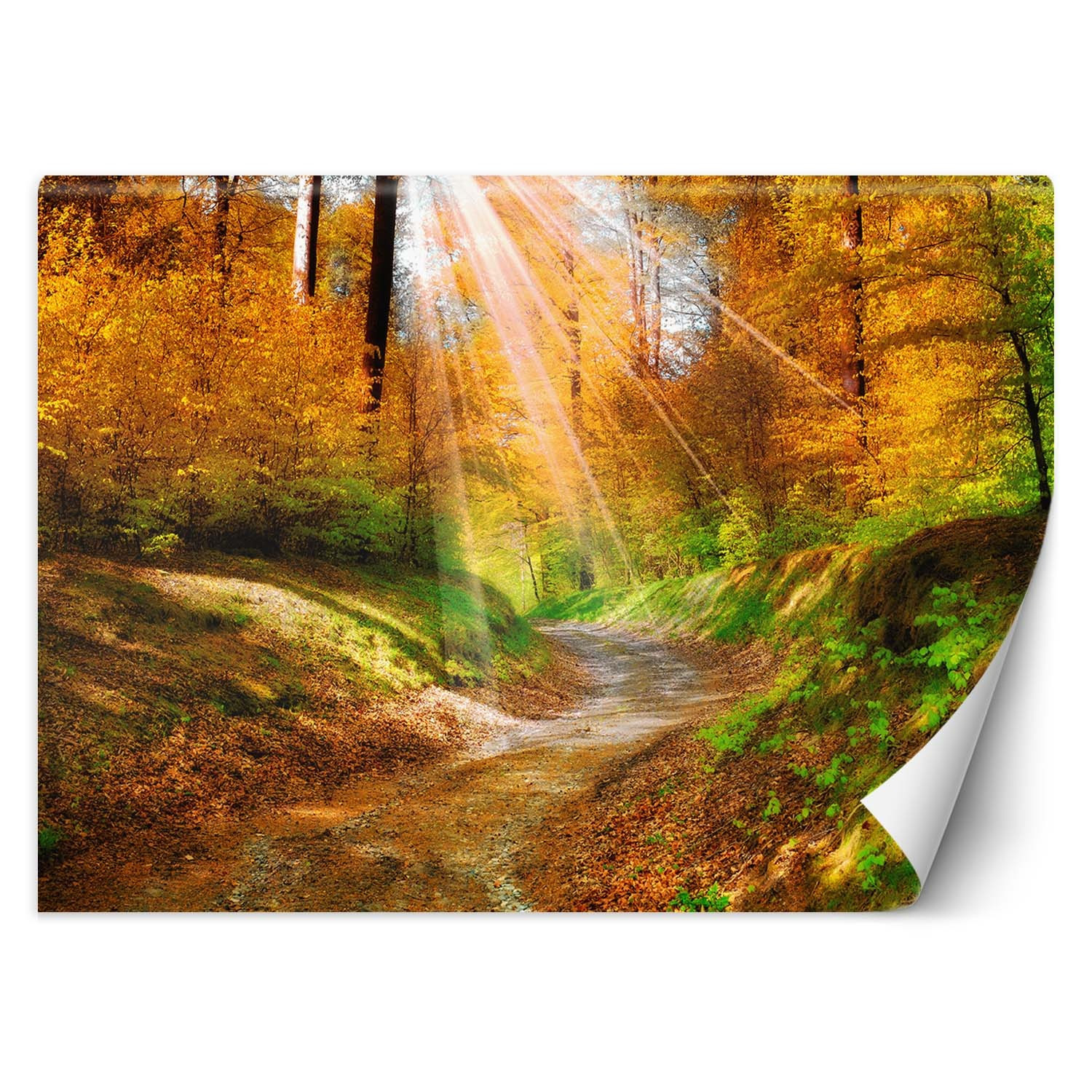 Feeby Fototapeta, Ścieżka w lesie 150x105