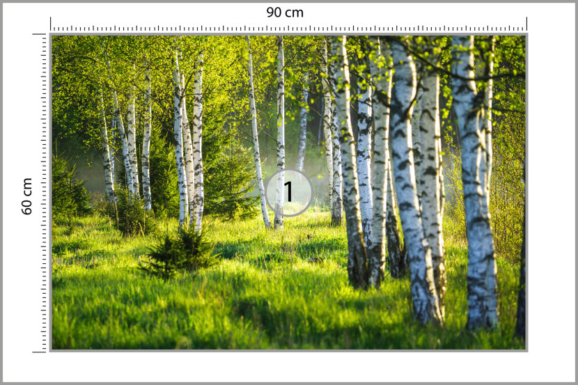 Fototapeta Do Jadalni Barwny Las Brzozowy 3D 90x60cm