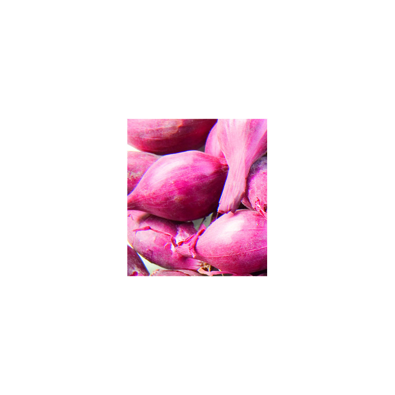 Bulbes d'échalotes Mikor 0,5 kg VILMORIN