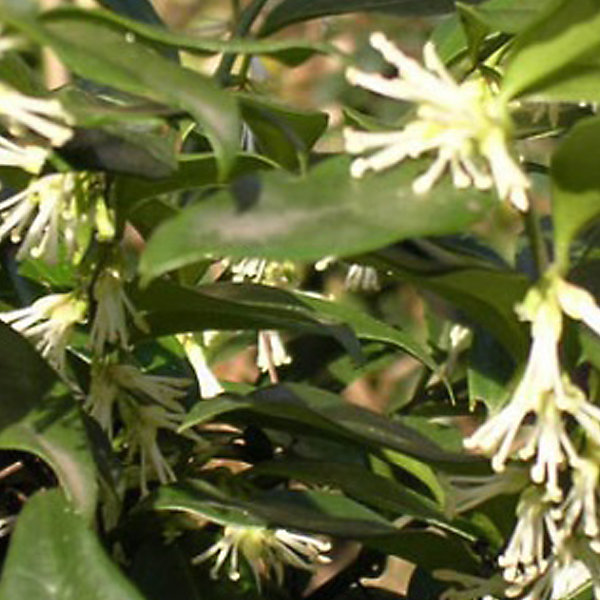 2 x Sarcocoque à feuille de ruscus - Sarcococca confusa- 20-25 cm pot
