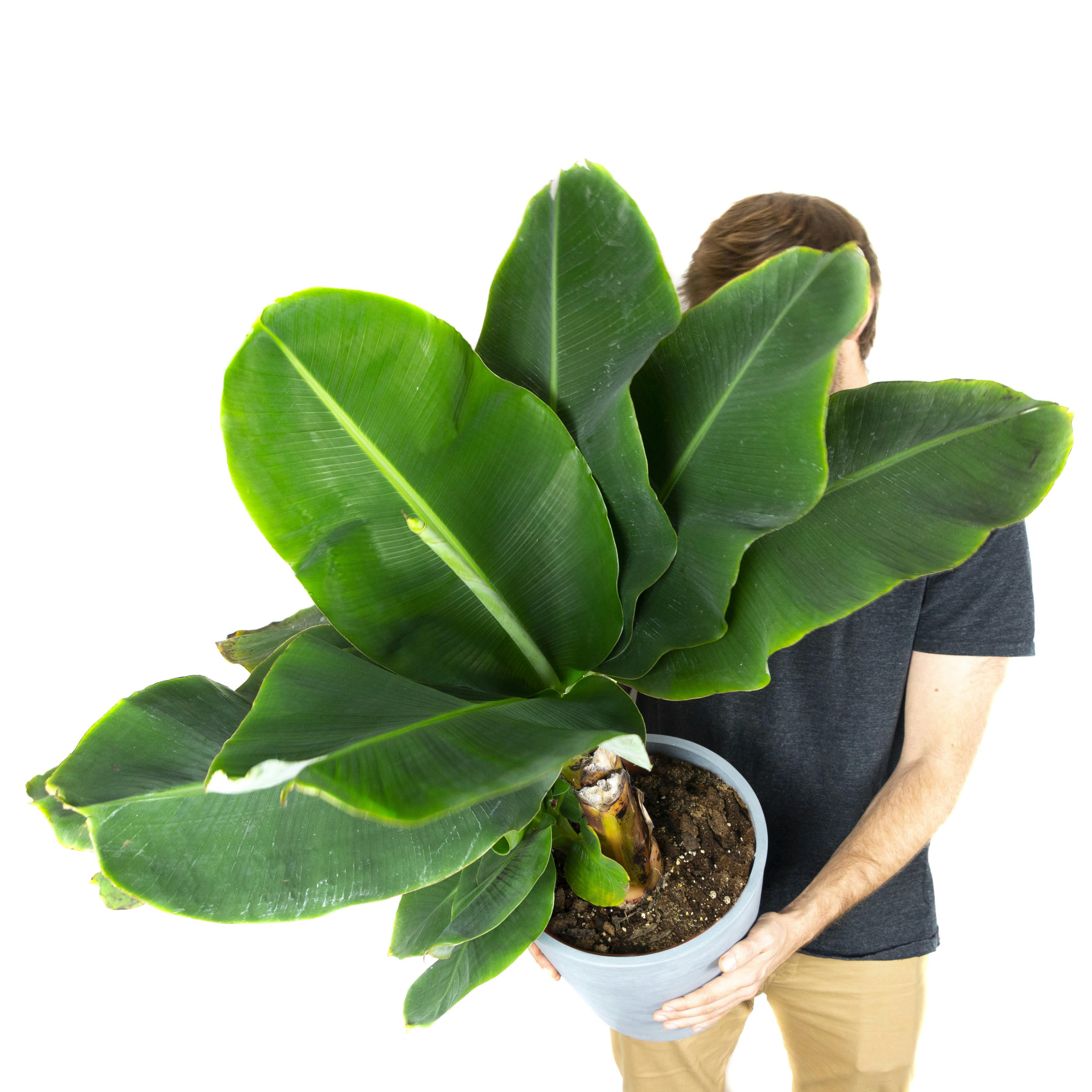 - Plante d'intérieur - Bananier de 80 cm en pot bleu gris