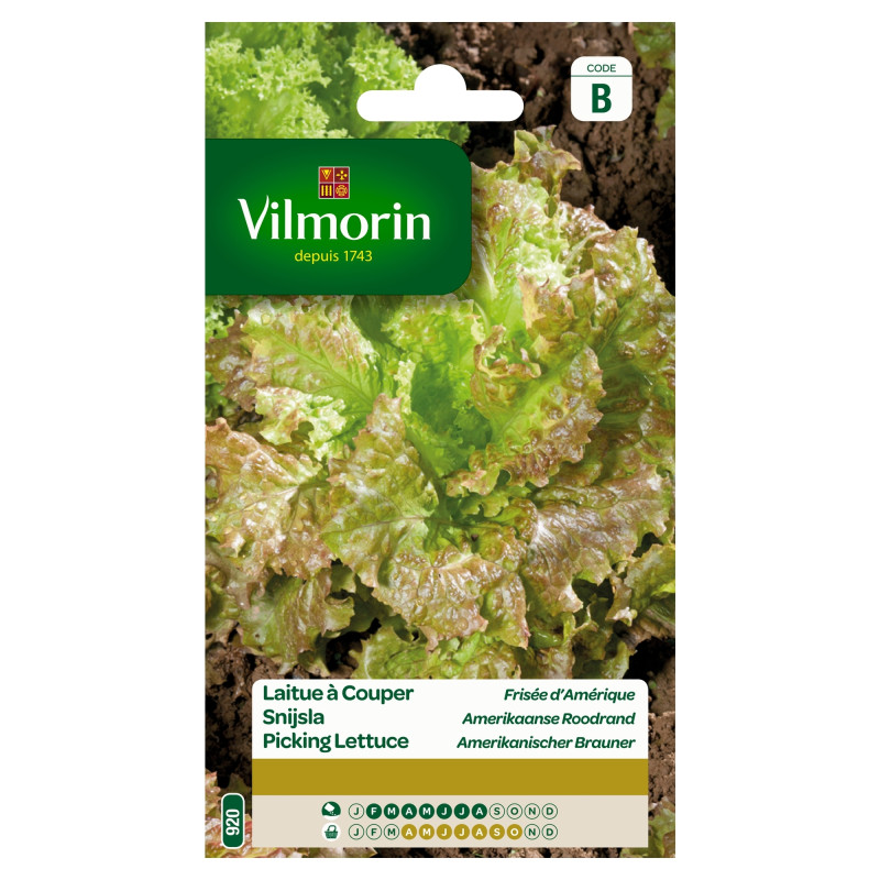 Semences de laitue à couper Frisée d'Amérique VILMORIN
