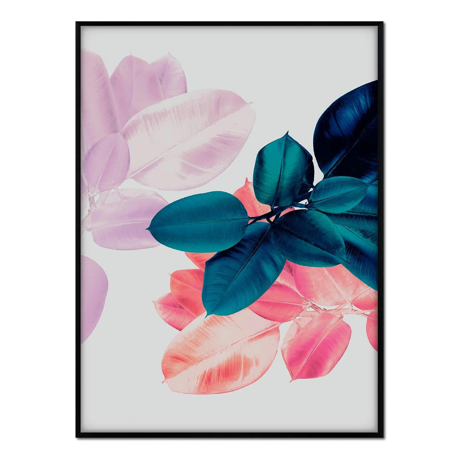 PLANTAS - Affiche avec cadre noir - Ficus très coloré - 30x40