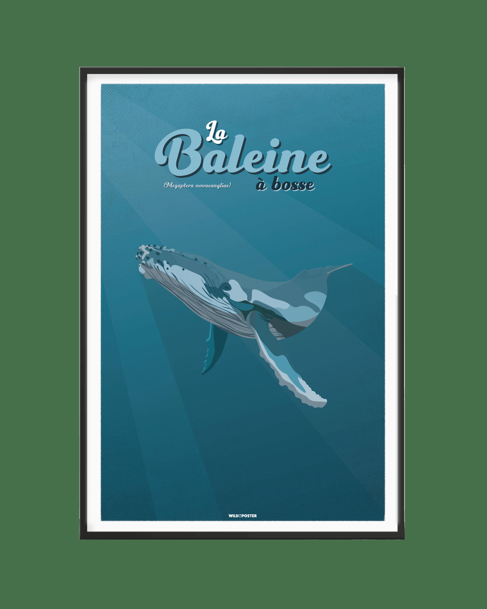 ANIMAUX - Affiche Animaux - La Baleine à bosse 40 x 60 cm
