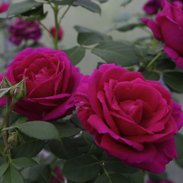Beetrose, Rosa »Für Elise®«, Blüte: violett, gefüllt