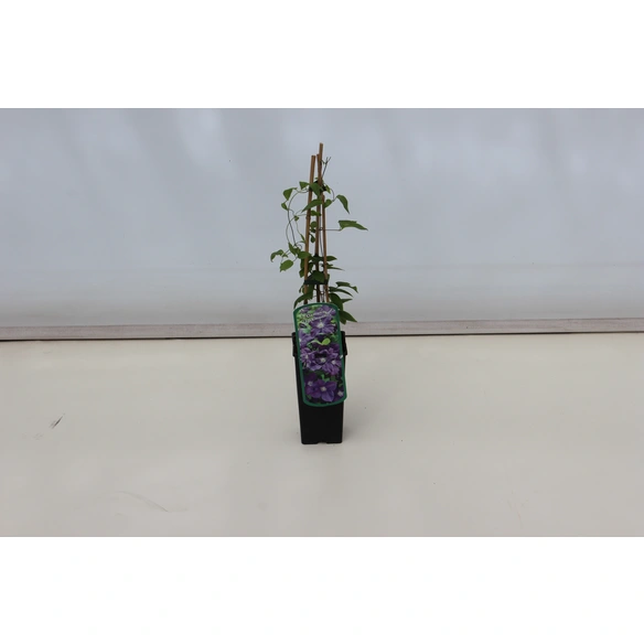 Waldrebe, Clematis »Jackmanii«, blau, winterhart