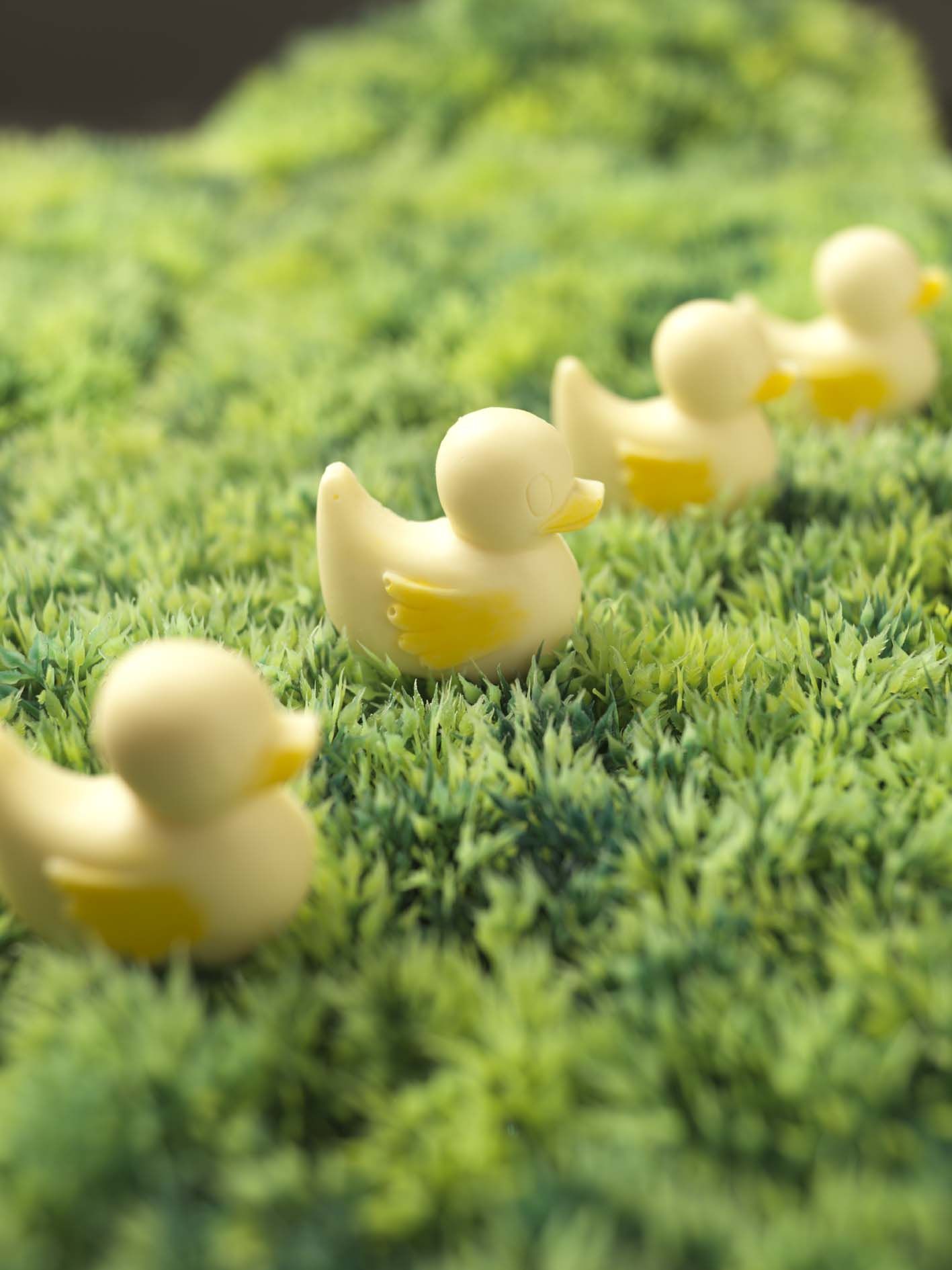 CHOC ON CHOC Chocolate Ducks