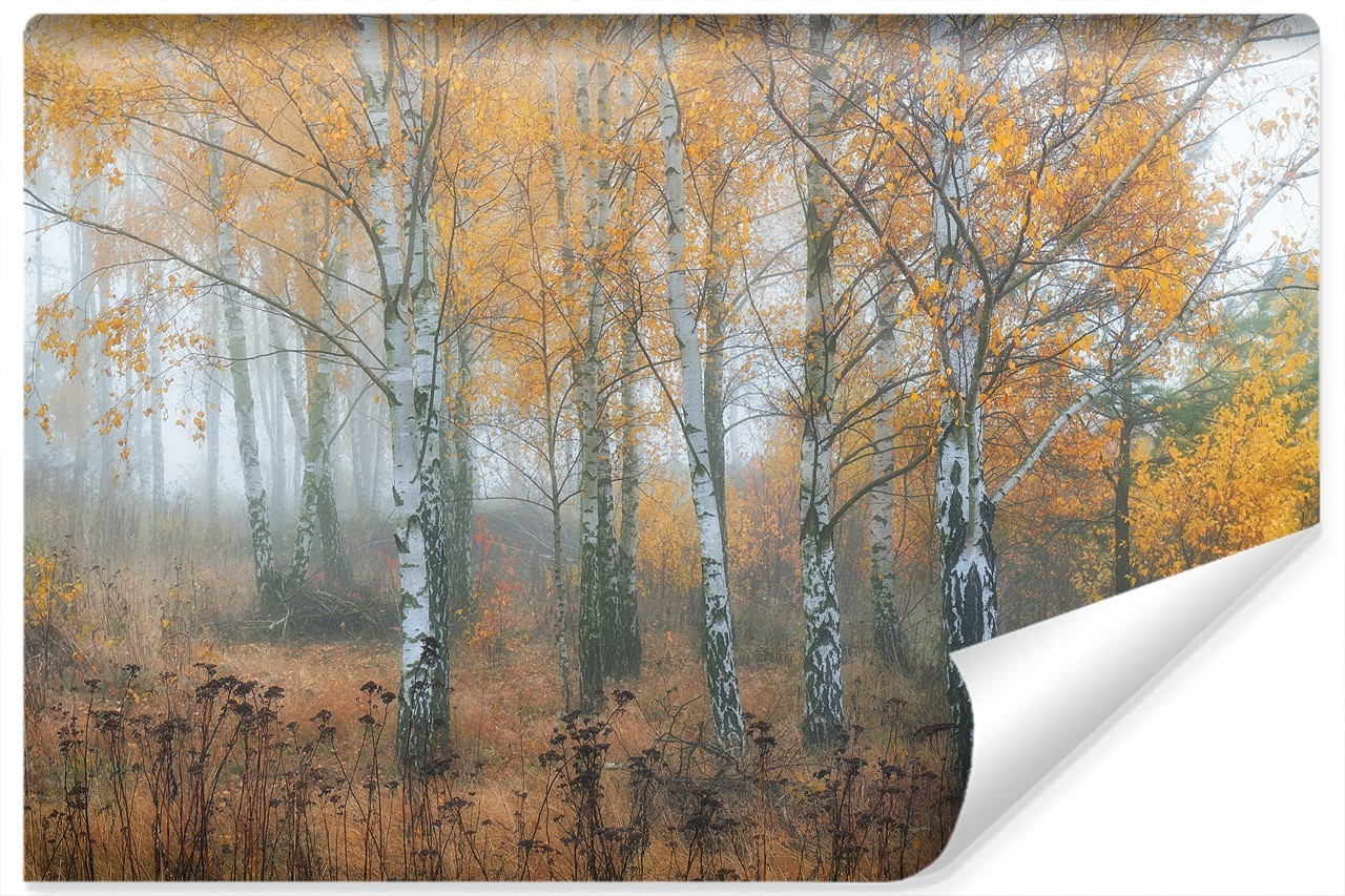Fototapeta LAS Brzozowy We Mgle Drzewa 3D 90x60cm