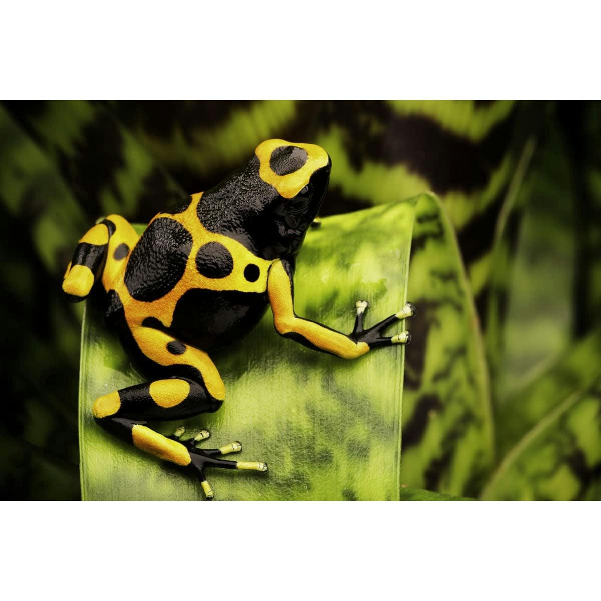 NATURE ÉVASION - Tableau sur verre synthétique grenouille 80x120 cm