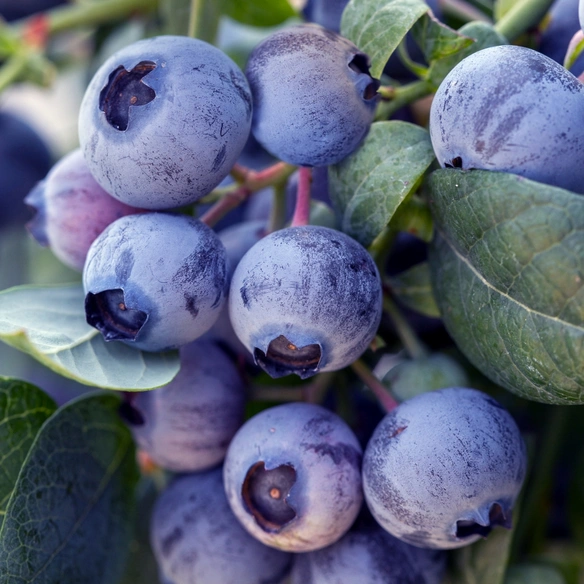 Heidelbeere, Vaccinium, Pink Breeze