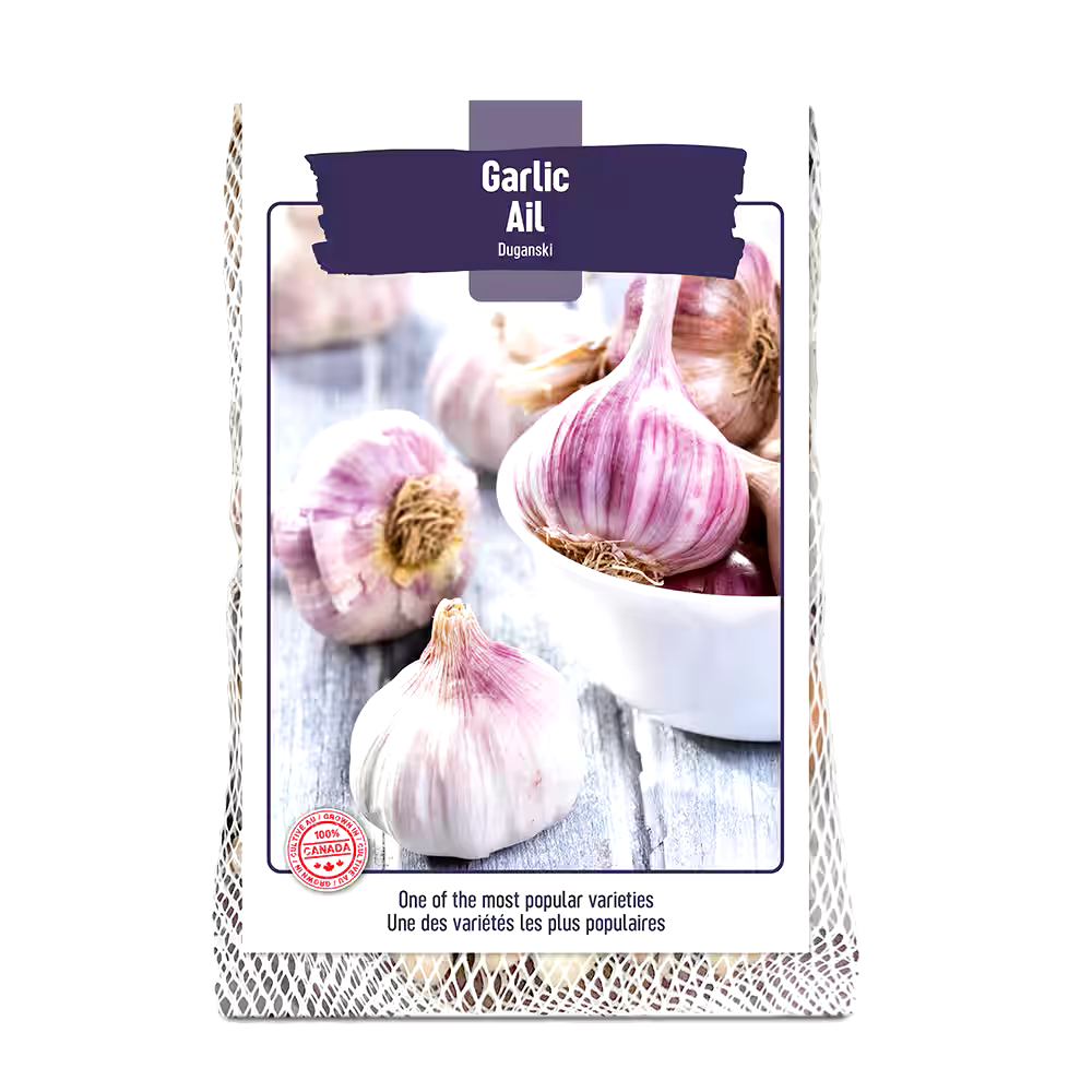 Bulbs Are Easy, Duganski Fall Garlic Bulb, Ready to Plant for your Home Garden