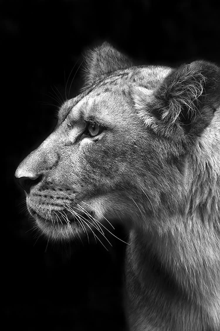 LIONNE SCRUTEUSE - Photographie d'art de Guillaume Mordacq  60x90 cm sur plexi