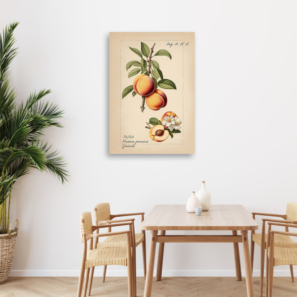 Feeby Obraz na płótnie, Owoce Vintage Brzoskwinia 40x60