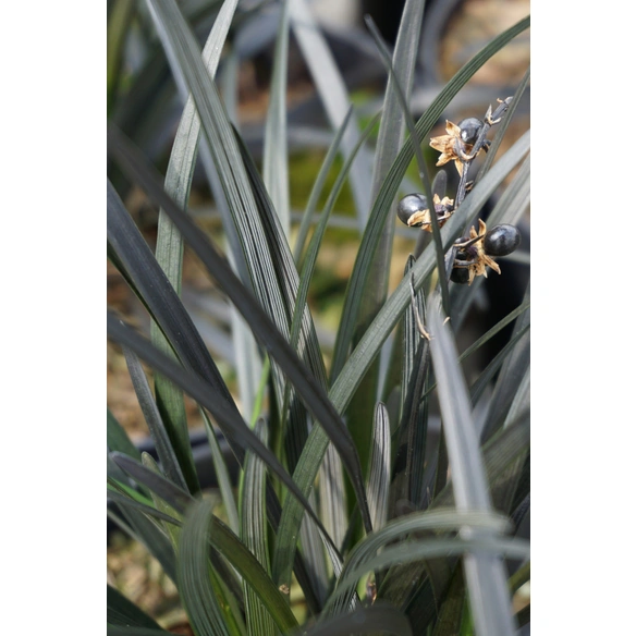 Pflanze, 1 Stück, naturfarben