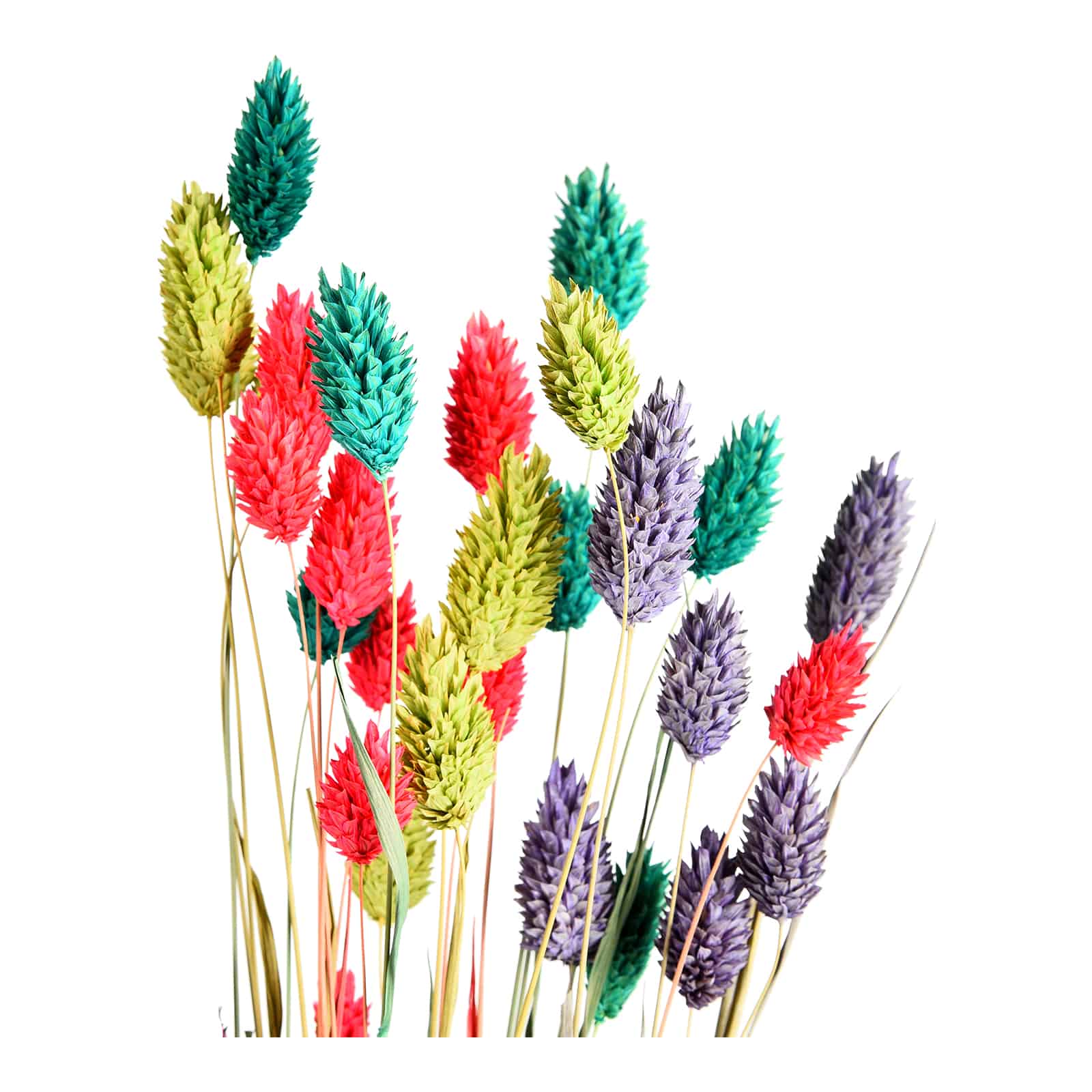 Trockenblumenbund Phalaris Bunt,H 580 mm