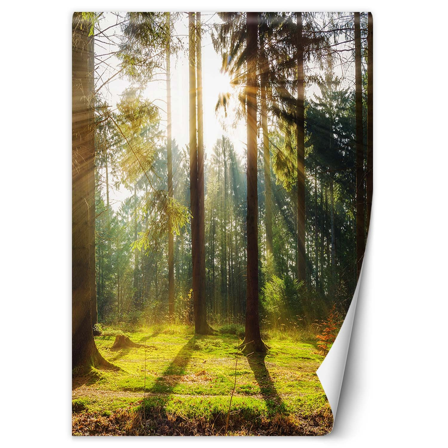 Feeby Fototapeta, Las poranne promienie słońca 100x140