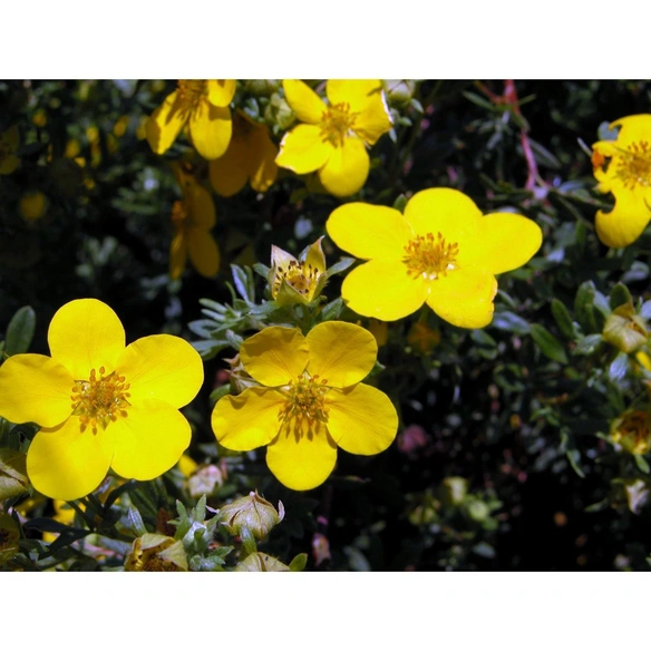Fünffingerstrauch, Potentilla fruticosa »Kobold«, Blätter: grün, Blüten: gelb