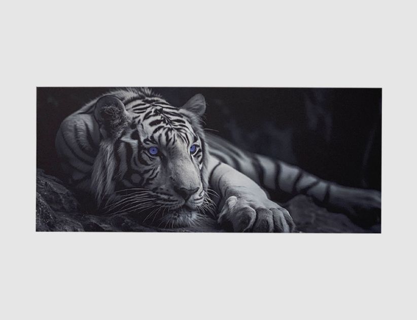 Bild Majestätischer Weißer Tiger
