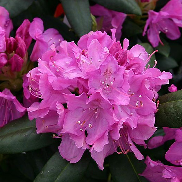 2 x Rhododendron 'Roseum Elegans' - 40-50 cm pot