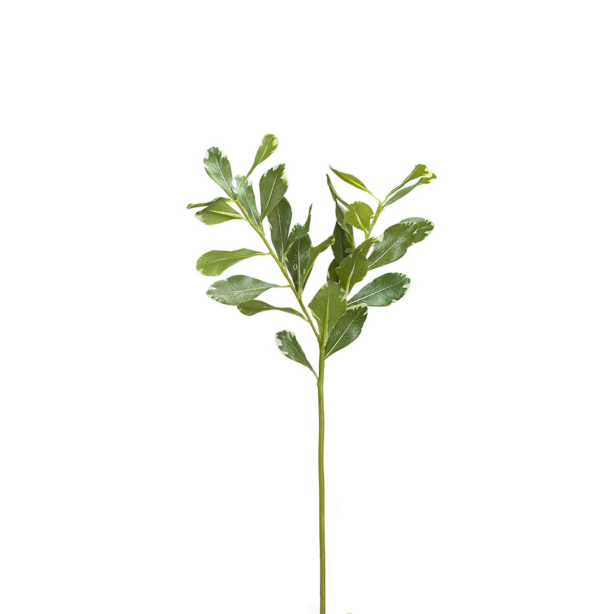 - Piquet de pittosporum