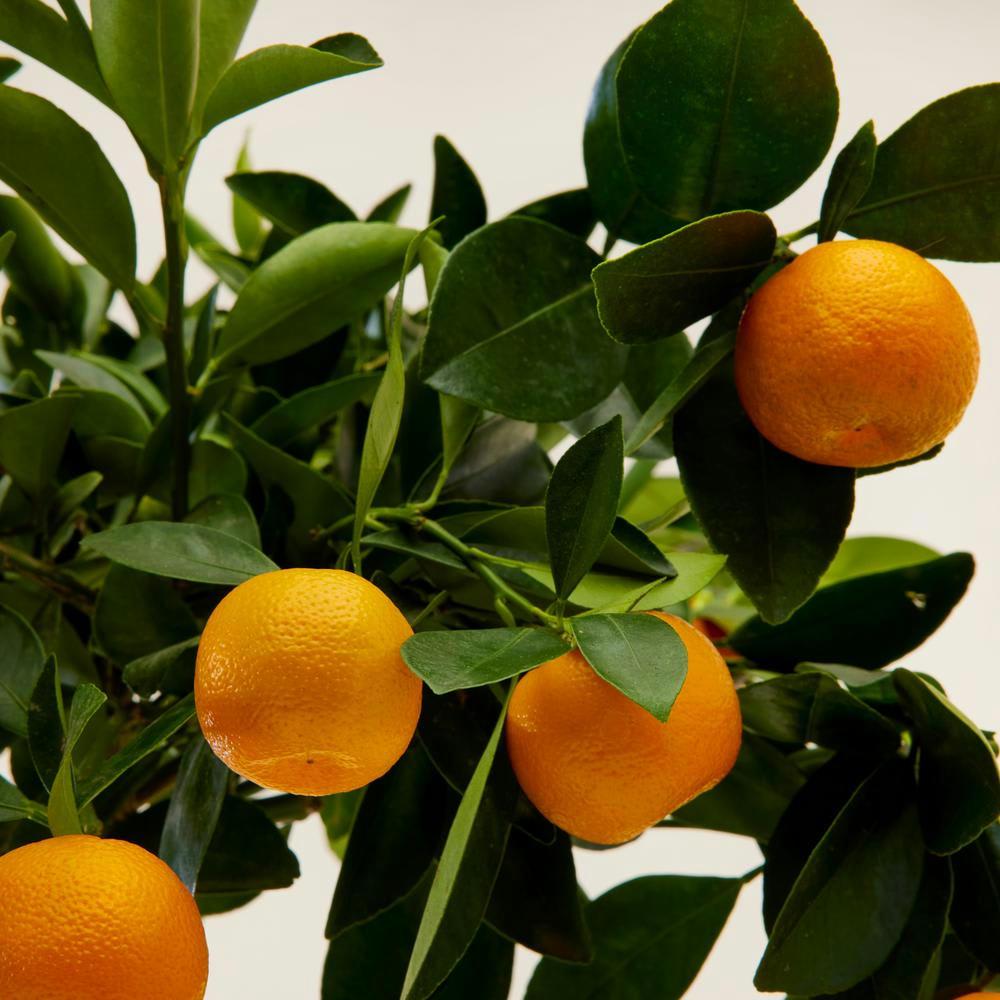 - Plante d'intérieur- Calamondin 75 cm en pot bleu nuit